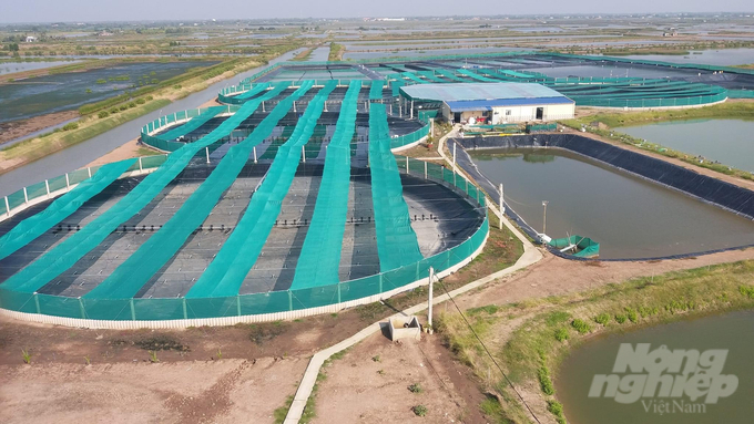 Mechanization in aquaculture production and fishing has initially achieved results in each production stage. Photo: Trong Linh.