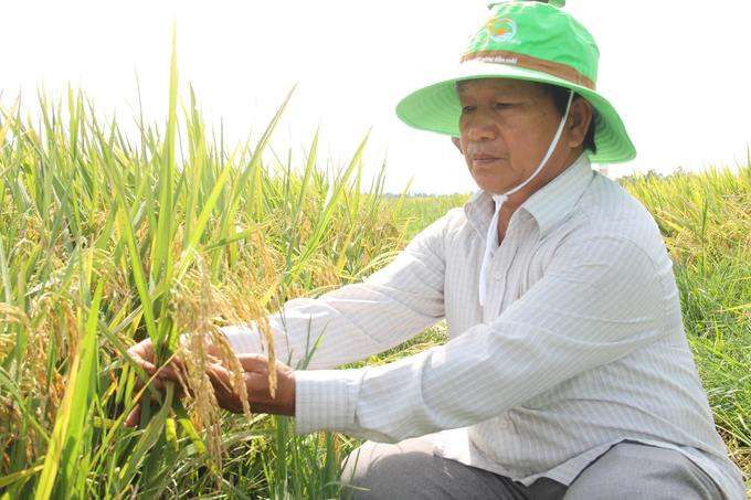 Lúa TBR7 có hình dáng đẹp, bộ lá đứng, cứng cây nên chống chịu được đổ ngã. Ảnh: L.K.