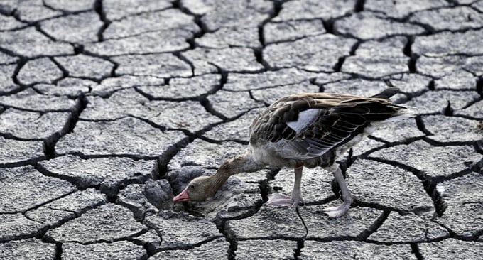 Một con ngỗng đi tìm nước uống trong lòng hồ Velence khô trơ đáy ở thành phố Velence, Hungary hôm 11 tháng 8 năm 2022. Ảnh: FR24