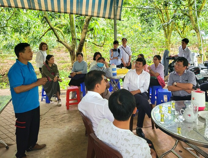 Ông Trần Minh Lộc, nông dân trồng xoài ở xã Tịnh Thới, TP Cao Lãnh chia sẻ kinh nghiệm bao trái xoài, sản xuất xoài sạch và liên kết làm mã số vùng trồng.