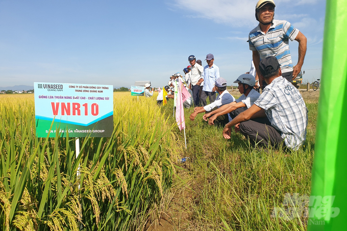 Giống lúa VNR0 đã khẳng định được những ưu điểm vượt trội trên đồng đất Thừa Thiên - Huế. Ảnh: Công Điền.