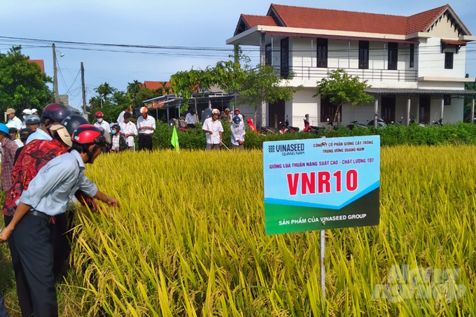  VNR10 là giống lúa thuần chất lượng, tiềm năng năng suất cao do Vinaseed Group nghiên cứu, chọn tạo. Ảnh: Công Điền.