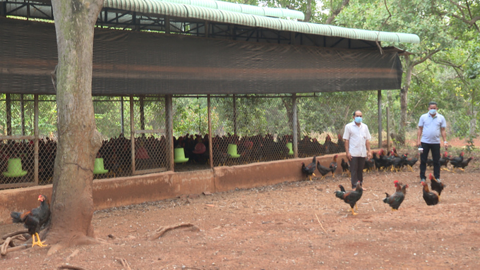 Trang trại gà thả vườn dưới tán điều của anh Điểu Xoan tại xã Nghĩa Trung. Ảnh: Trần Trung.