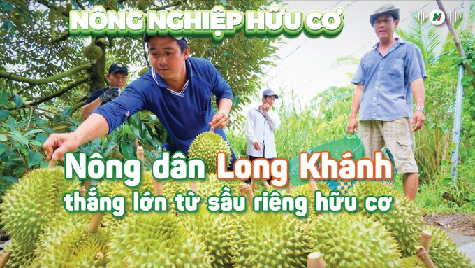 Nông nghiệp hữu cơ: Long Khánh thắng lớn từ sầu riêng hữu cơ