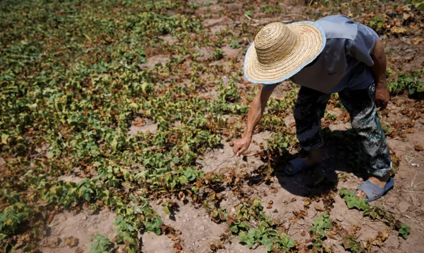 A farmer in Chongqing shows his dead sweet potato plants after his crops perished amid the drought. Photo: Thomas Peter/Reuters