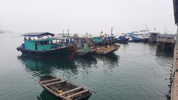Quảng Ninh dừng cấp phép cho các phương tiện thủy ra khơi từ 12h trưa 25/8. Ảnh: Nguyễn Thành.