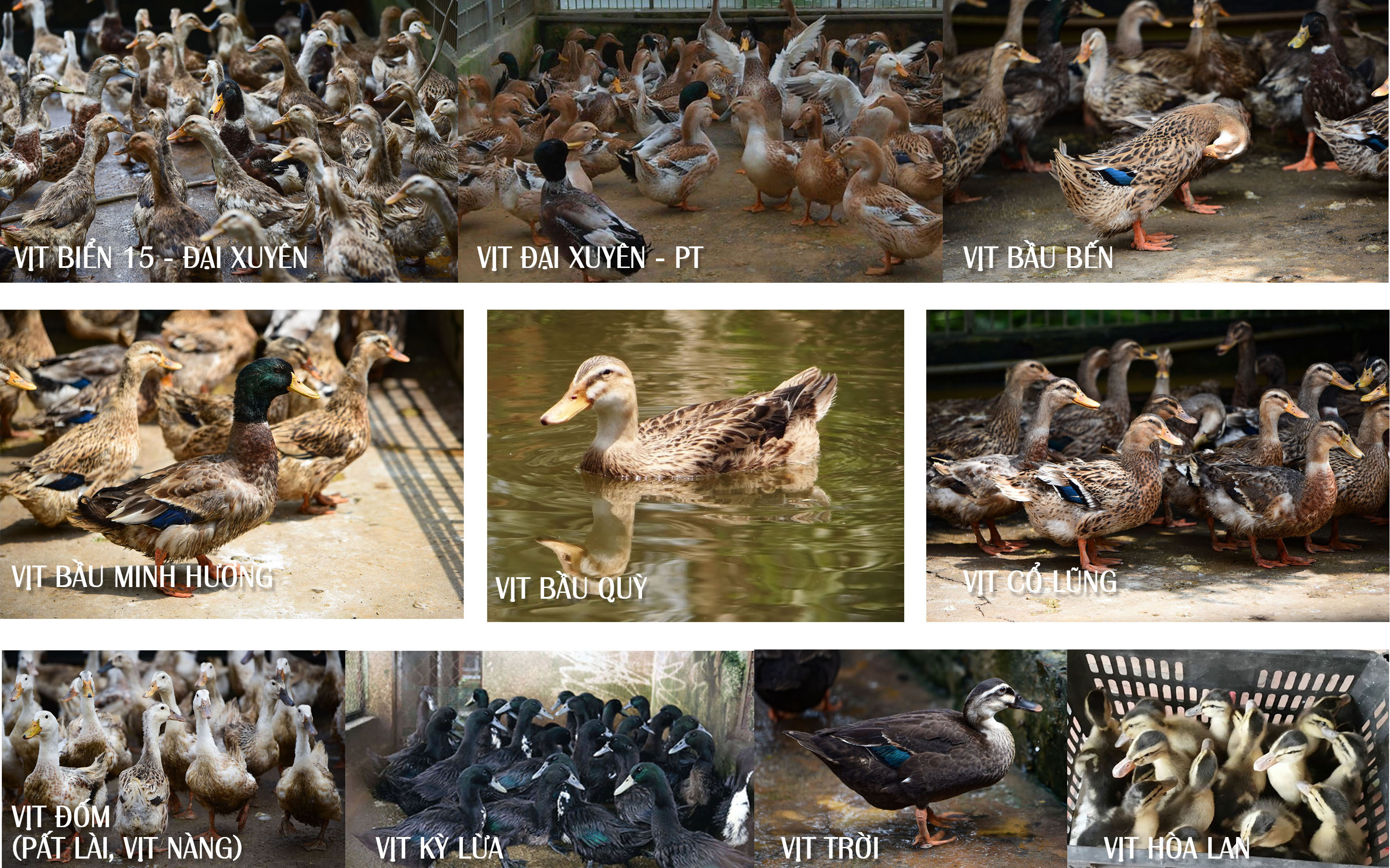 The diversity of Vietnam's multi-purpose duck breeds.