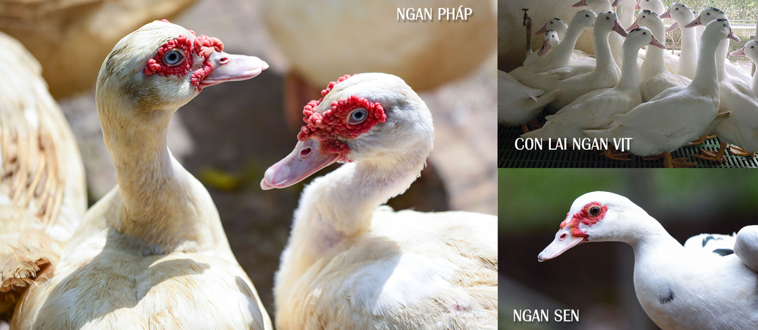 French White Muscovy ducks, Sen Muscovy duck, and Duck/Muscovy duck hybrid.