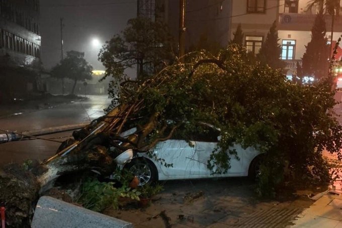 Tại TP Móng Cái, gió giật mạnh khiến cây đổ đè lên xe của người dân, may mắn không có thiệt hại về người. Ảnh: Móng Cái News.