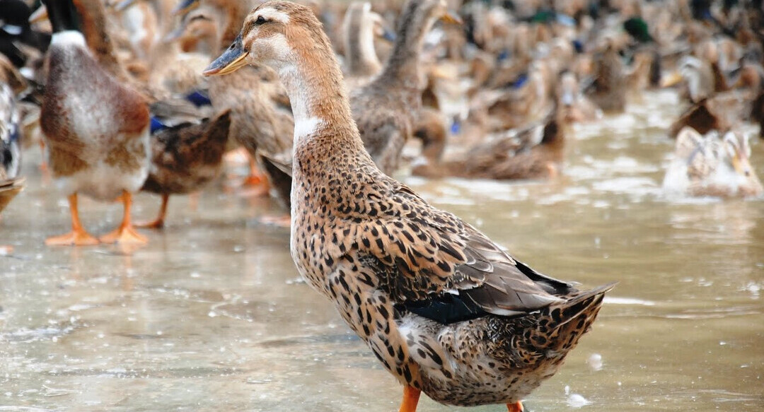 The total herd of Sin Cheng ducks in Si Ma Cai district is only more than 6,000 at present.