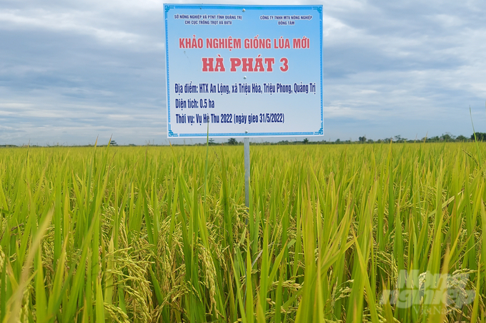Mô hình khảo nghiệm giống lúa Hà Phát 3 tại HTX An Lộng  cho năng suất 65 tạ/ha. Ảnh: Võ Dũng.