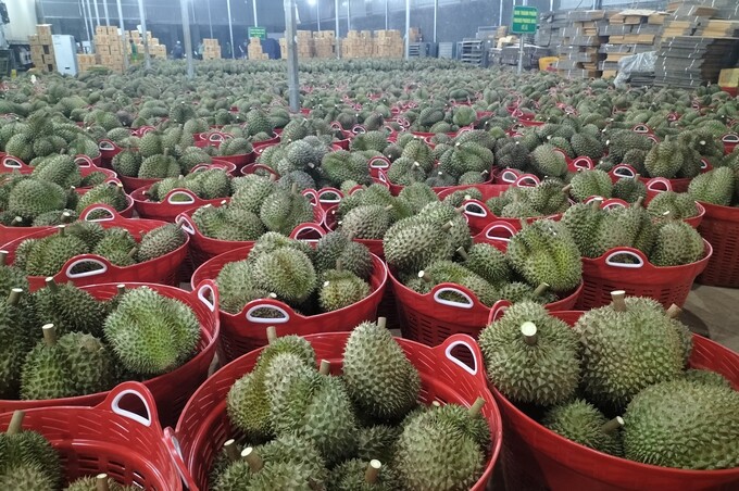 China's durian import turnover in 2021 was estimated at 822 thousand tons and reached 4.21 billion USD.