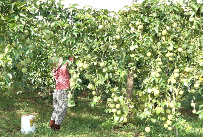 Vietnam is currently considered to be the largest supplier of passion fruit juice to China with an estimated export turnover of 34 million USD.