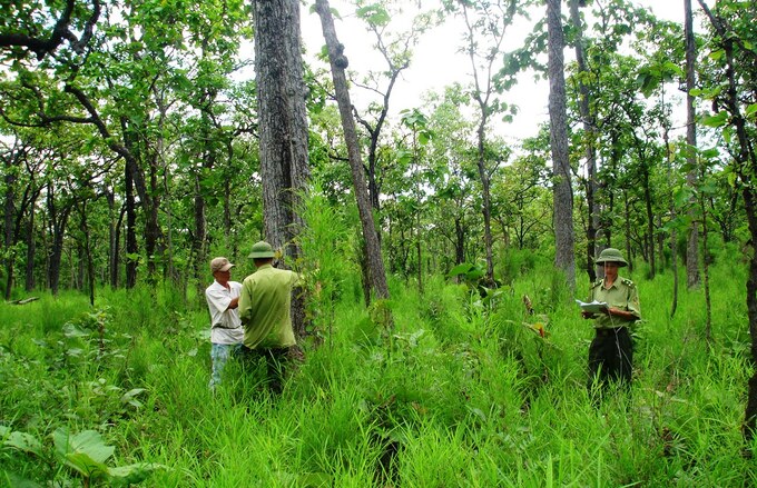 Việt Nam đã xây dựng khuôn khổ pháp lý trong lĩnh vực lâm nghiệp, quy định một số cơ chế về hợp tác quản lý rừng như hợp đồng bảo vệ rừng.