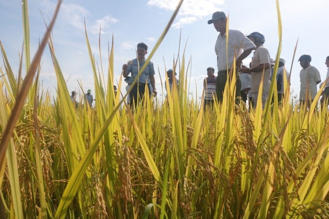 Các giống lúa mới trình diễn tại xã Ninh Quang đều cho năng suất cao, ít sâu bệnh hại. Ảnh: KS.