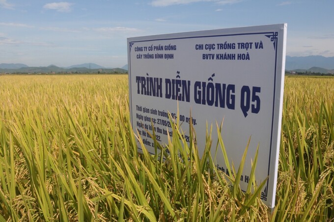 Ruộng lúa trình diễn giống Q5 tại xã Ninh Quang, thị xã Ninh Hòa, tỉnh Khánh Hòa. Ảnh: KS.