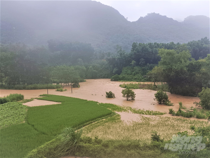 Hàng trăm ha lúa và hoa màu ở Tuyên Quang bị ngập úng do mưa dông. Ảnh: Chí Thanh.