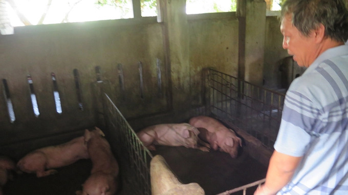 Gia đình ông Lê Hùng Vương, thôn Định Thành, xã Hòa Định Đông, huyện Phú Hòa (Phú Yên) có lợn bị sự cố sau khi tiêm vacxin NAVET-ASFVAC. Ảnh: ĐT.