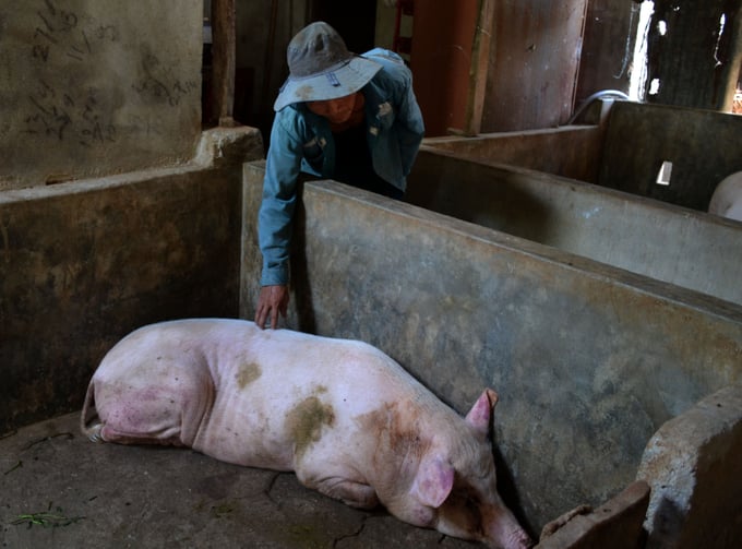 Nhiều hộ dân ở huyện Sơn Tịnh (Quảng Ngãi) vô cùng lo lắng khi đã có những con lợn bị chết sau khi tiêm vacxin dịch tả lợn Châu Phi của NAVETCO. Ảnh: N.V.