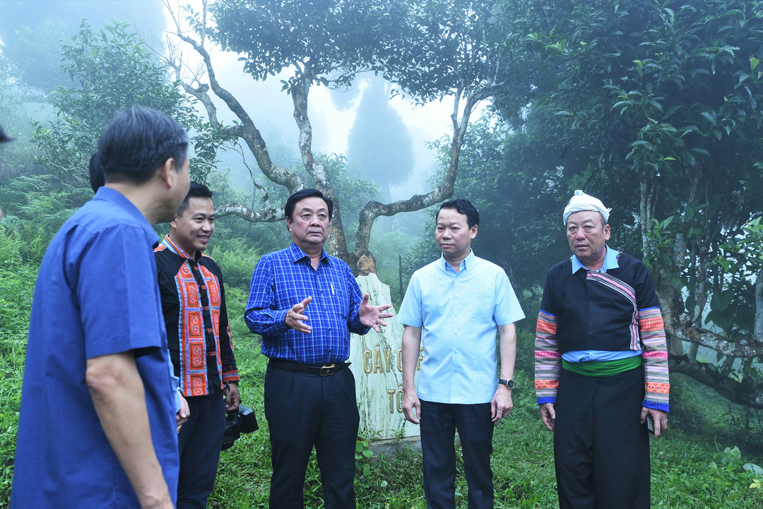 Bộ trưởng Lê Minh Hoan thăm vườn chè cổ thụ Suối Giàng tại Yên Bái.