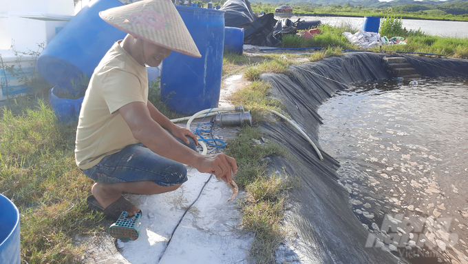 Tôm chín đỏ sau một ngày mắc cạn tại khu nuôi của ông Trịnh Văn Phóng. Ảnh: Nguyễn Thành