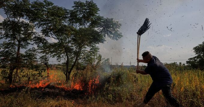 Hạn hán gây cháy nhiều diện tích đất nông nghiệp, trong khi nông dân được khuyến khích chuyển đổi sang các loại cây trồng khác như khoai lang, vừng đang được coi là một nhiệm vụ không dễ dàng. Ảnh: Reuters
