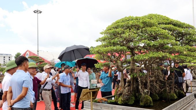 Đông đảo người dân và du khách tham quan các tác phẩm trưng bày tại triển lãm sinh vật cảnh năm 2022. Ảnh: Quang Linh.