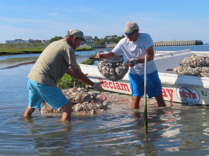 Workers place bags of shells containing baby oysters into the water in Beach Haven, N.J. on Aug. 19, 2022 as part of a project to stabilize the shoreline by establishing oyster colonies to blunt the force of incoming waves.  Photo: AP