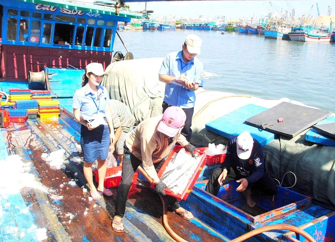 Officials from the Quy Nhon fishing port's Management Board (Binh Dinh province) inspect fishing products at the port. Photo: V.D.T.