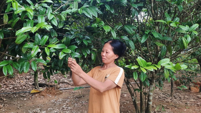 Mr. Trang and his wife have successfully pioneered the cultivation of golden camellia tea trees from natural sources. Photo: Cuong Vu.