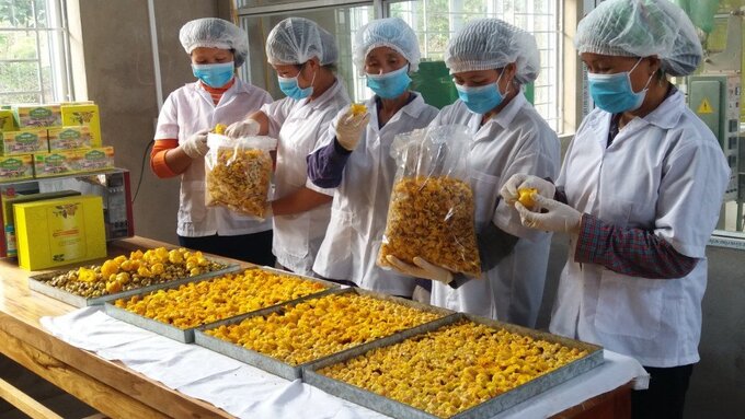 The golden camellia tea tree is one of the main crops of the Ba Che mountainous district. Photo: Nguyen Thanh.