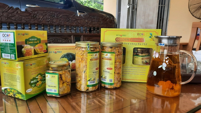 Golden camellia tea is currently a 5-star OCOP product that is popular with consumers. Photo: Nguyen Thanh.