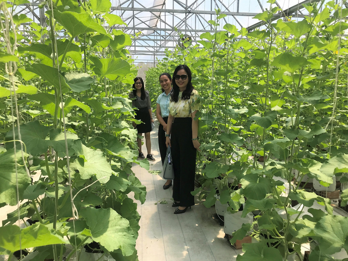 Dưa tưới trồng trong vườn thực nghiệm của Đại học Quang Trung. Ảnh: V.Đ.T.