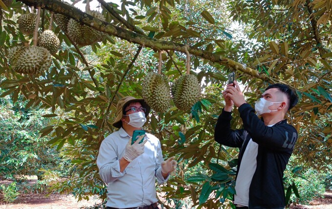 Members of Krong Pac Fruit Cooperative supporting Chinese officials in the inspection of durian farms. Photo: Quang Yen.