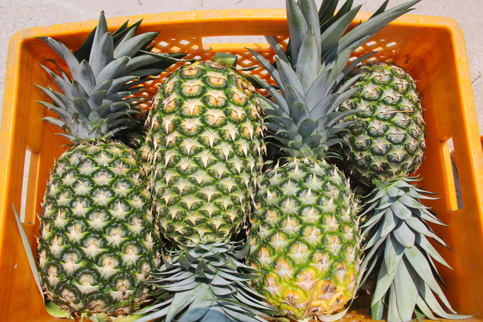 Post-harvest pineapple leaves often become valuable by-products in the textile industry. Photo: Kim Anh.