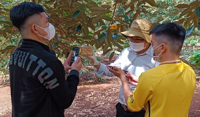 Harmful pest traps on durian trees are of interest to the Chinese side. Photo: Quang Yen.