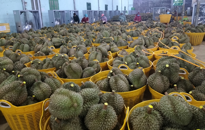 Businesses are willing to bring durian to China through the official channel. Photo: Quang Yen.