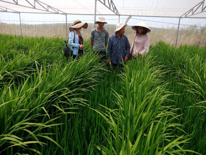 Various high-quality, high-yielding rice varieties have been researched and put into production by the Field Crops Institute. Photo: TL.