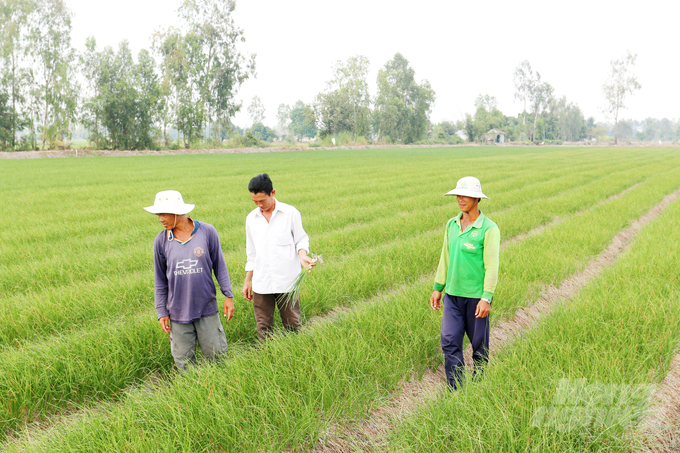 Trong năm 2022 Đồng Tháp sẽ chuyển gần 10.000 ha đất lúa kém hiệu quả sang cây trồng khác để tăng thu nhập cho người dân. Ảnh: Lê Hoàng Vũ.