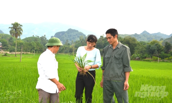 Việc thăm đồng thường xuyên, sớm phát hiện và diệt sâu bệnh hại là giải pháp được các địa phương và nông dân ở Tuyên Quang triển khai để phòng trừ sâu bệnh hại. Ảnh: Đào Thanh.