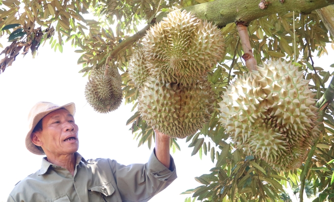 Krong Pac district is considered the durian capital of Dak Lak province. Photo: Minh Quy.