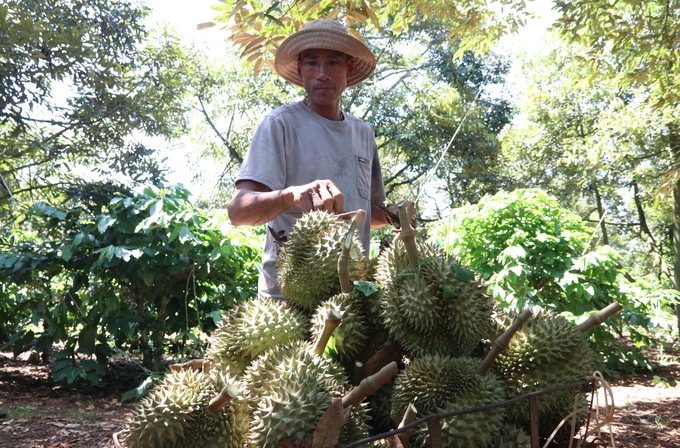 Le Van Thanh, Ea Yong commune, Krong Pac district earns nearly 1 billion VND from his family's durian orchard. Photo: Minh Quy.