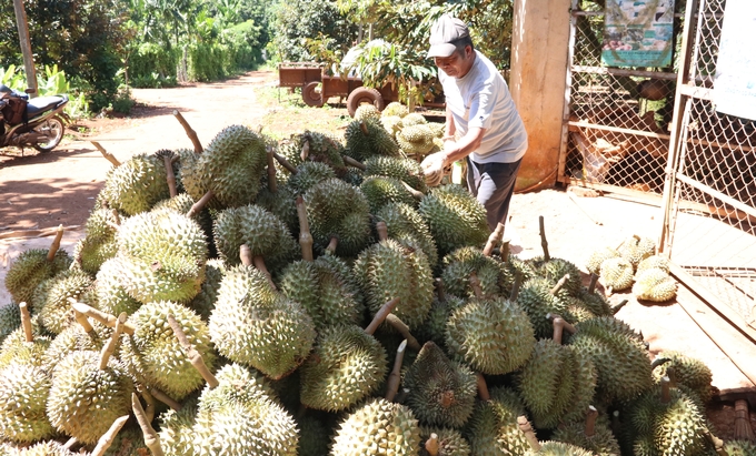 Locals are busy harvesting durians to sell to enterprises. Photo: Minh Quy.