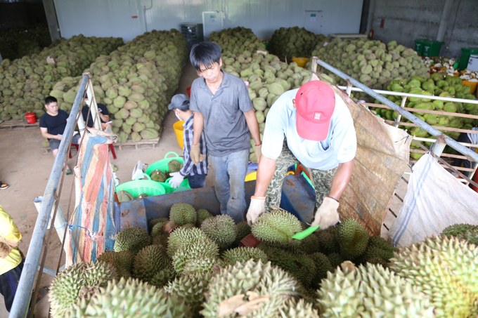 Durian is currently purchased by traders and businesses at high prices, and growers in Dak Lak are very happy. Photo: Minh Quy.