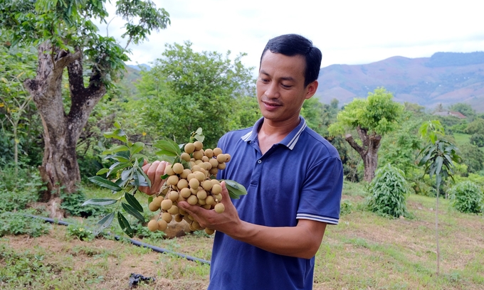 Mẫu mã, chất lượng quả nhãn Sơn La ngày càng được cải thiện, đáp ứng tốt nhu cầu xuất khẩu và nội tiêu. Ảnh: Bá Thắng.