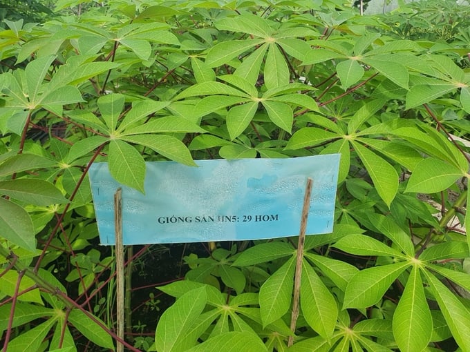 Giống sắn HN5 được trồng trên địa bàn tỉnh Phú Yên để đánh giá khả năng kháng bệnh khảm lá. Ảnh: NH.