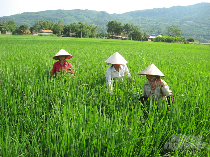 Có hơn 1.000ha lúa tại tỉnh Tuyên Quang bị sâu bệnh gây hại. Ảnh: Đào Thanh.