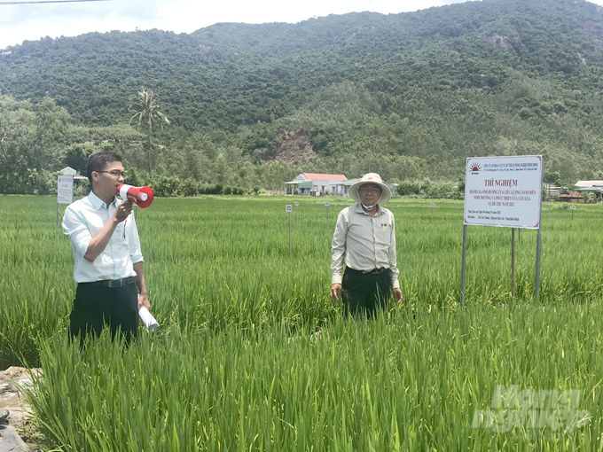 Một mô hình khảo nghiệm phân bón của Công ty Cổ phần Vật tư Kỹ thuật Nông nghiệp Bình Định. Ảnh: Thanh Sơn.