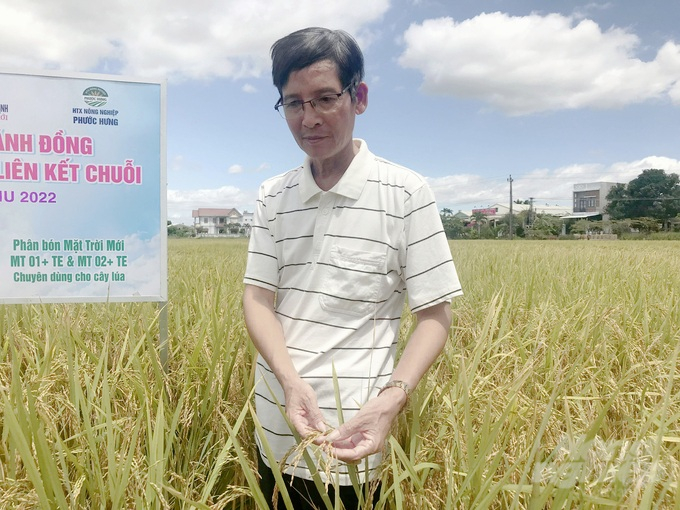 Sử dụng phân bón chuyên dùng Mặt Trời Mới, năng suất lúa của HTX Nông nghiệp Phước Hưng đã tăng 0,5-1 tấn/ha trong vụ Đông Xuân. Ảnh: Thanh Sơn.