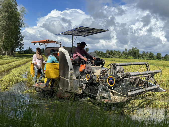Tai Bạc Liêu, máy gặt lúa đối mặt với tình trạng thiếu xăng dầu nghiêm trọng. Ảnh: Trọng Linh.